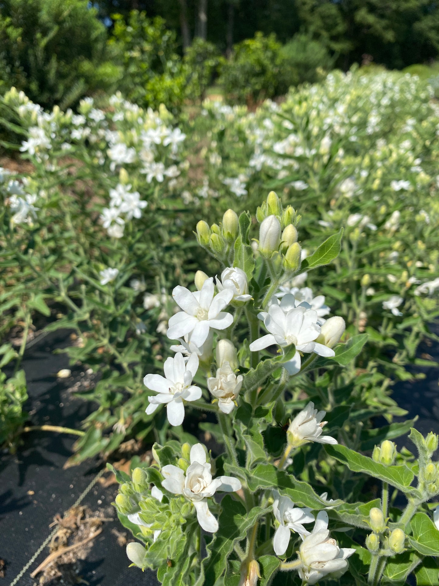 Tweedia- White
