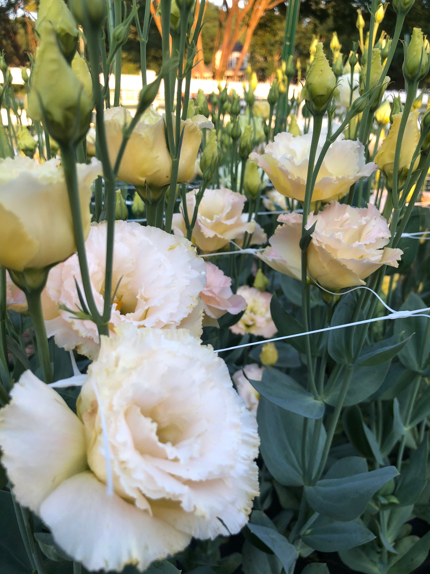 Lisianthus- Voyage Champagne
