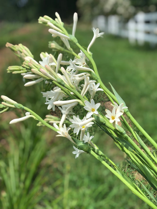 Tuberose- White (wk29)