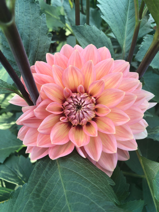 Dahlia-Nicholas (wk39)