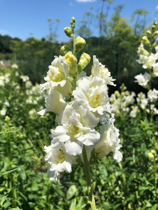 Snapdragon-Madam Butterfly White (wk17)
