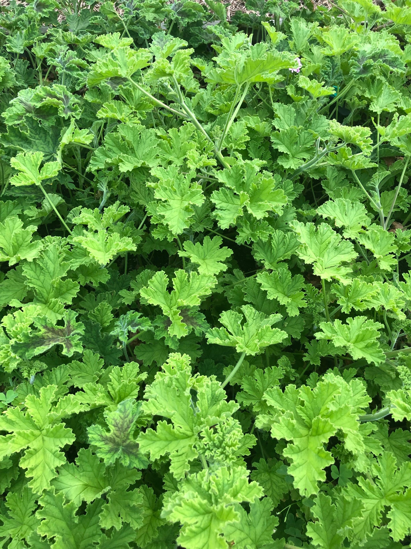 Geranium-Scented