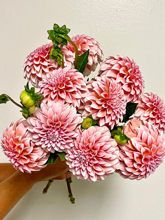 Dahlia- Peaches N Cream (wk22)