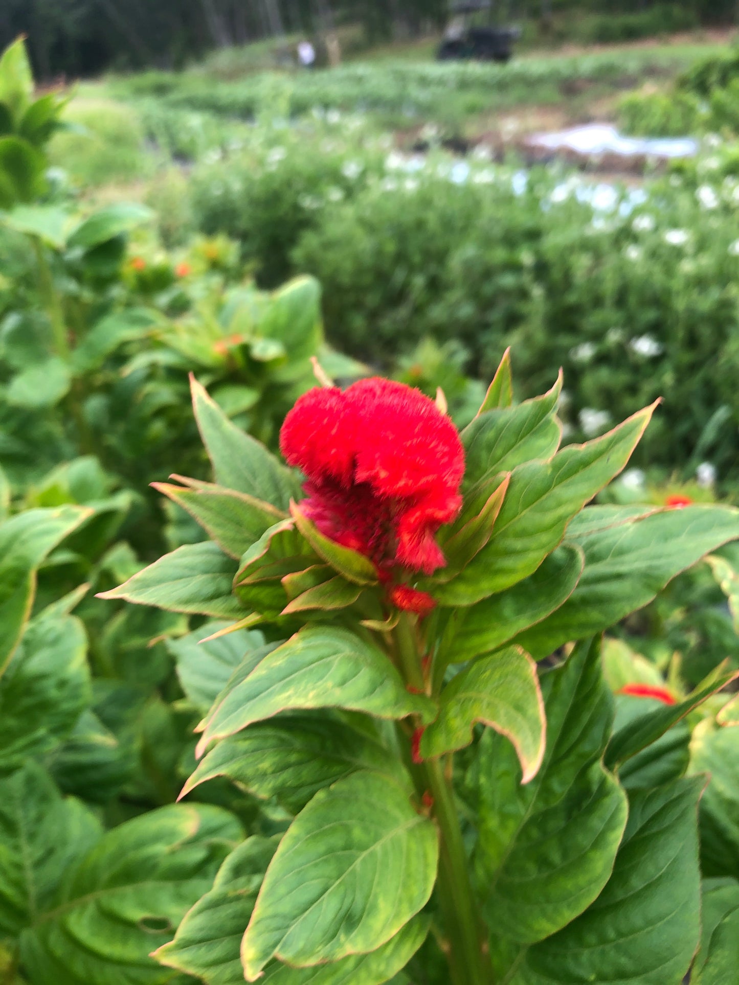Celosia-Red