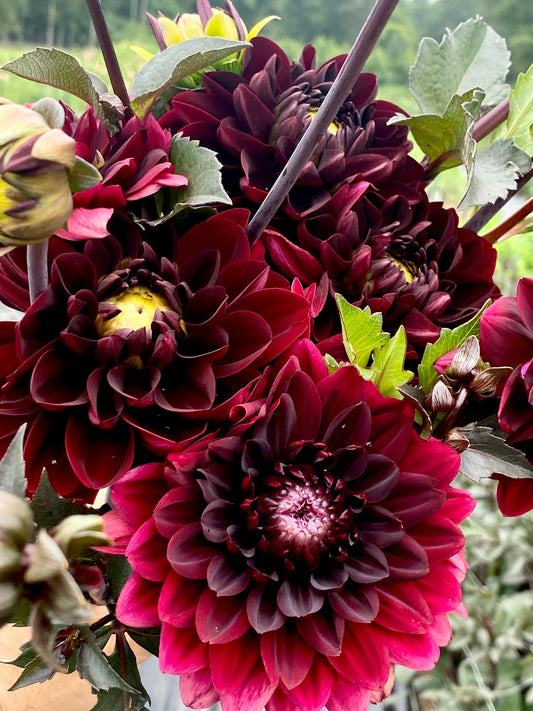 Dahlia- Decorative Burgundy (wk31)