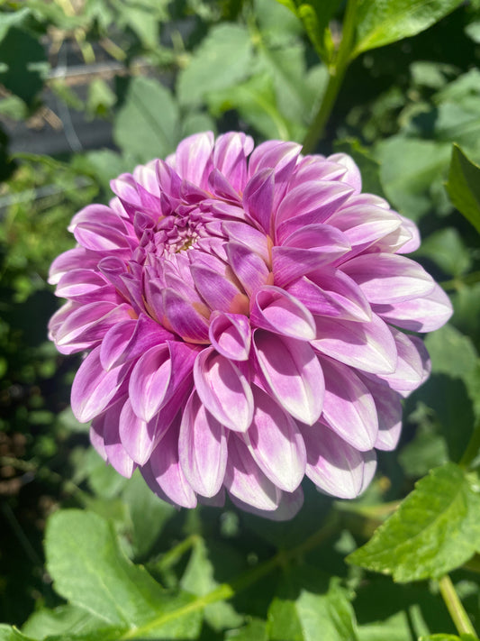 Dahlia- Jowey Louise (wk40)