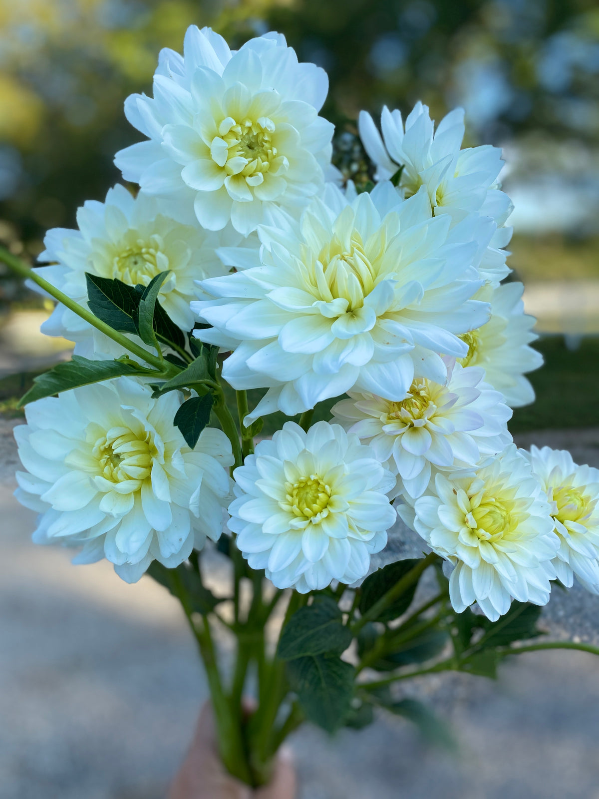 Dahlia- White Decorative (wk40)