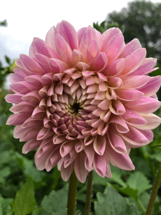 Dahlia- Coralie (wk39)