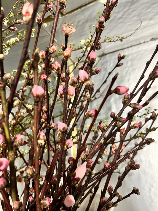 Blooming Peach Branches
