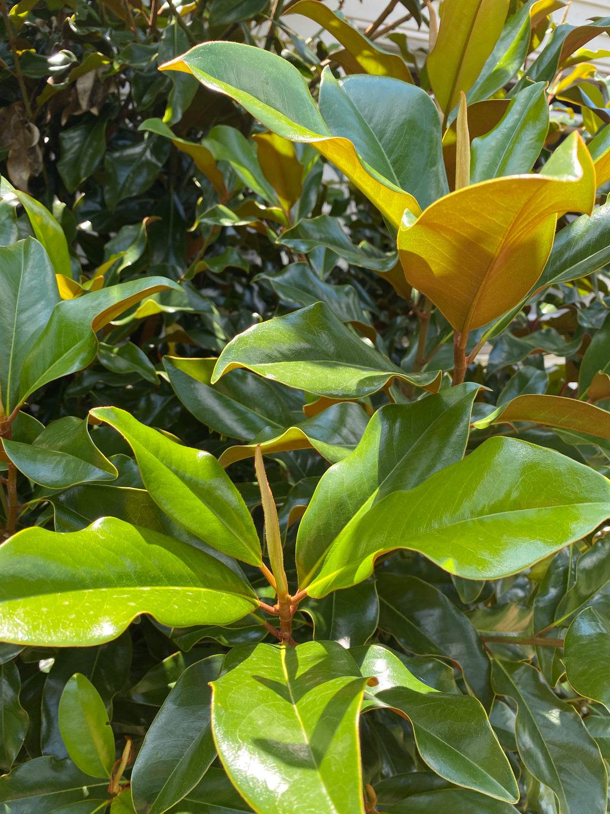 Magnolia- Little Leaves