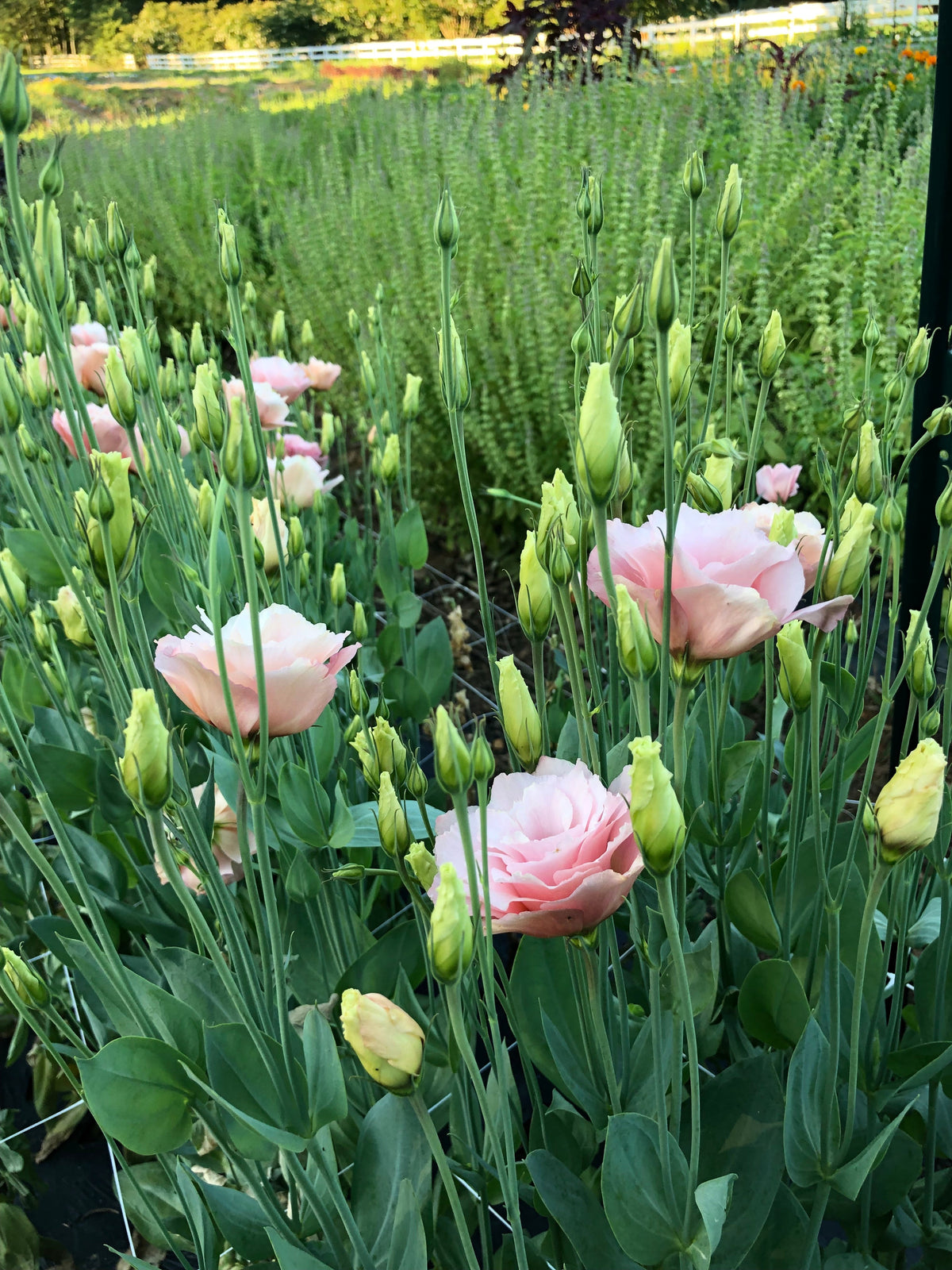 Lisianthus- Apricot (Shorter Stems)