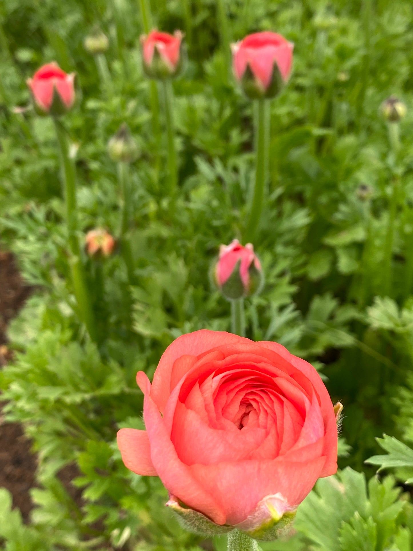Ranunculus- Salmon Mix