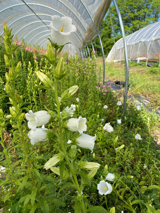Campanula- White (wk22)