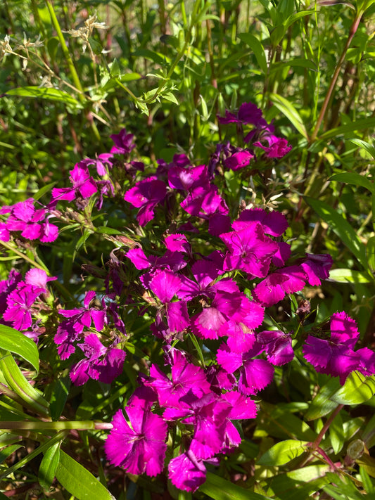 Dianthus- Sweet William-Amazon Neon Purple