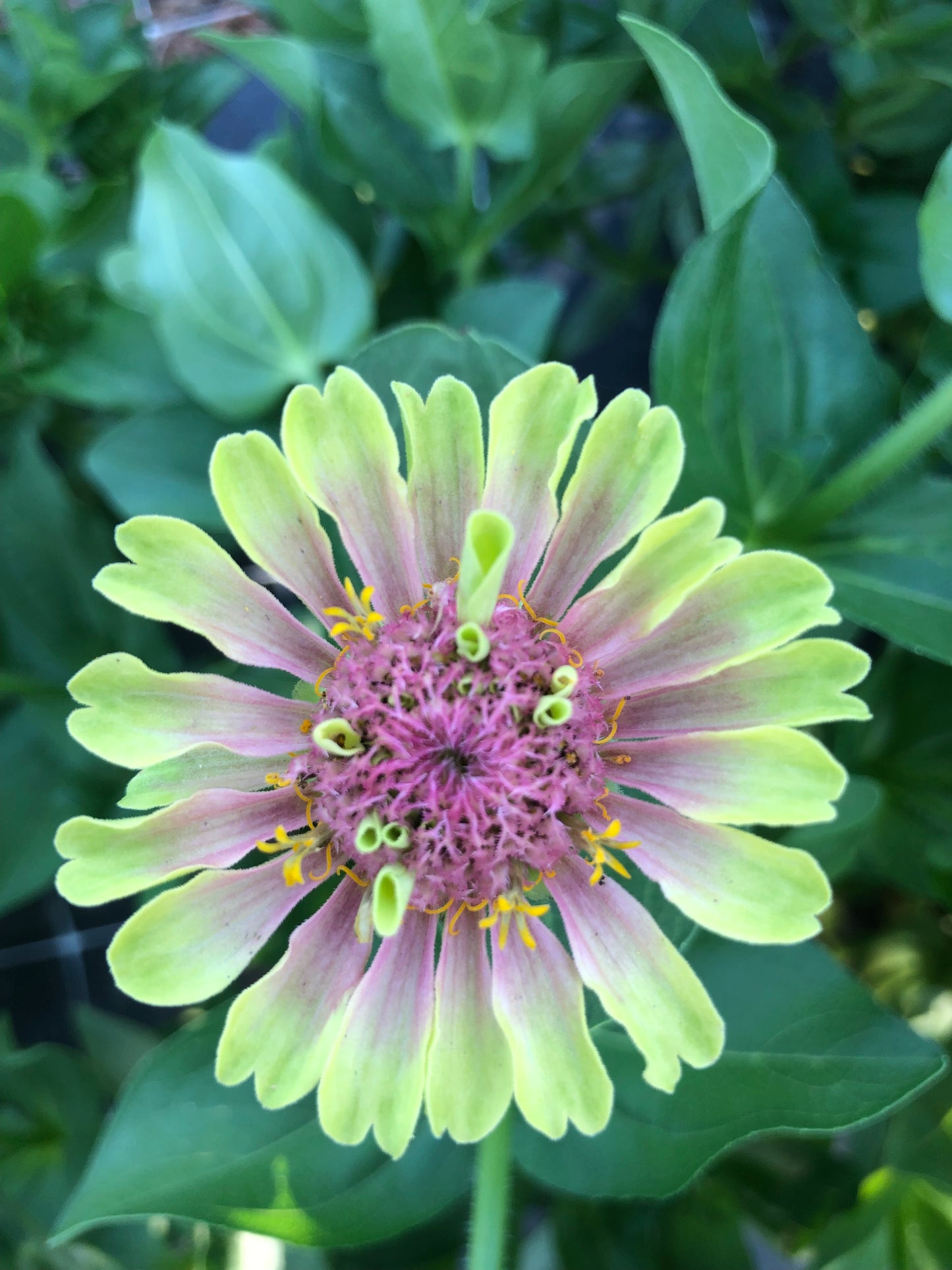Zinnia-Queen Lime Blotch (wk31)