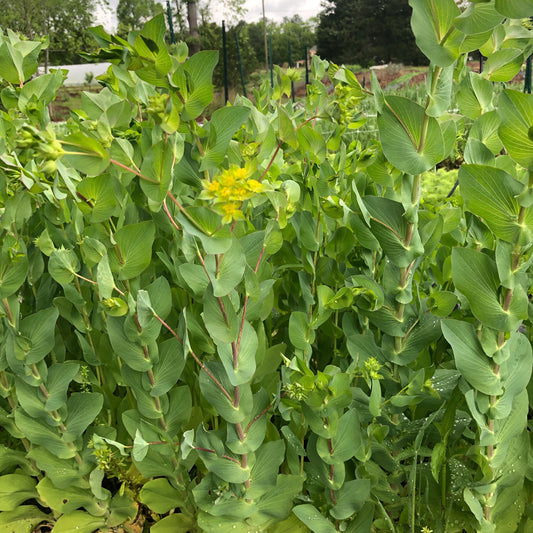 Bupleurum- Green Gold