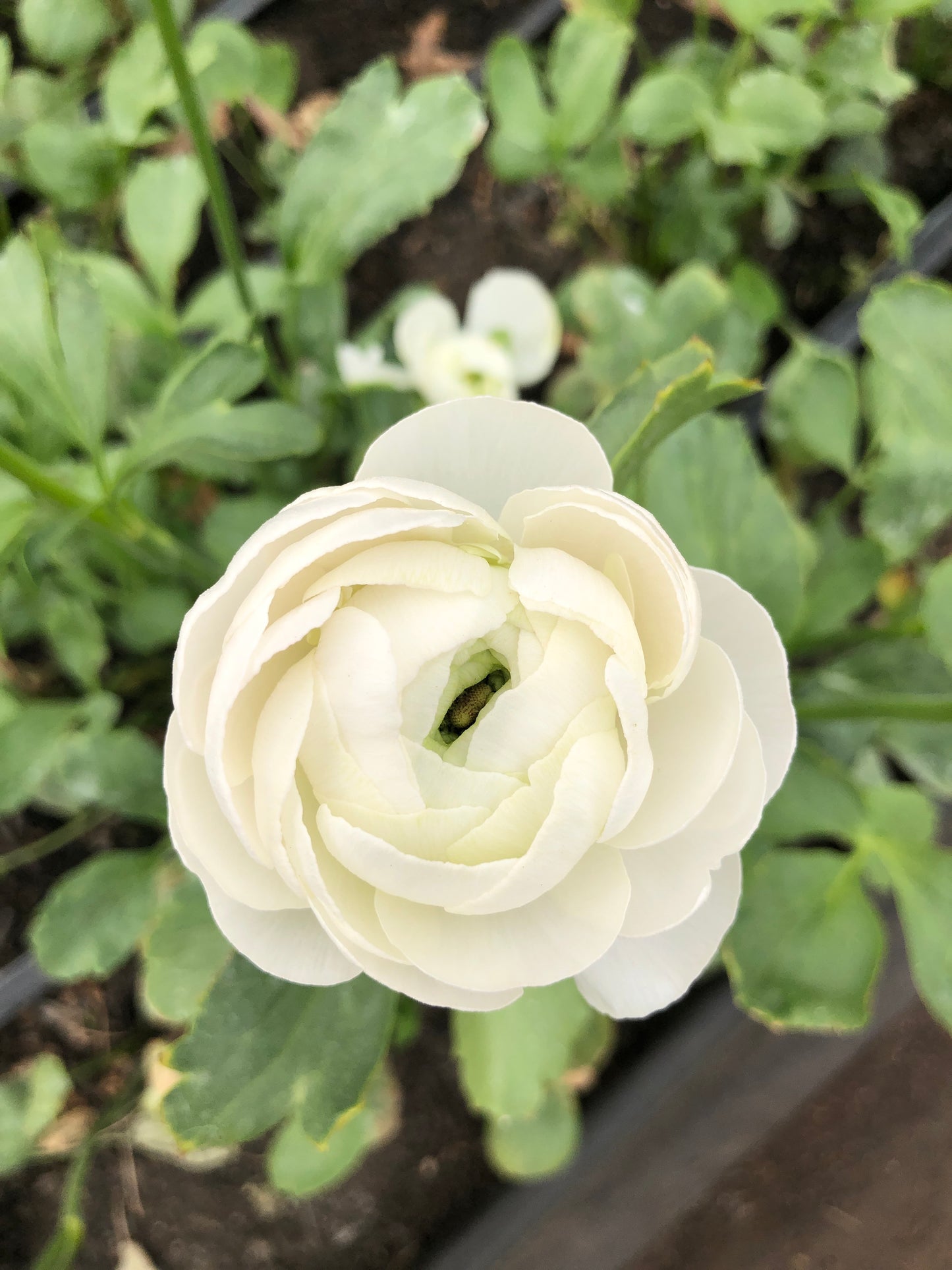 Ranunculus- Italian White