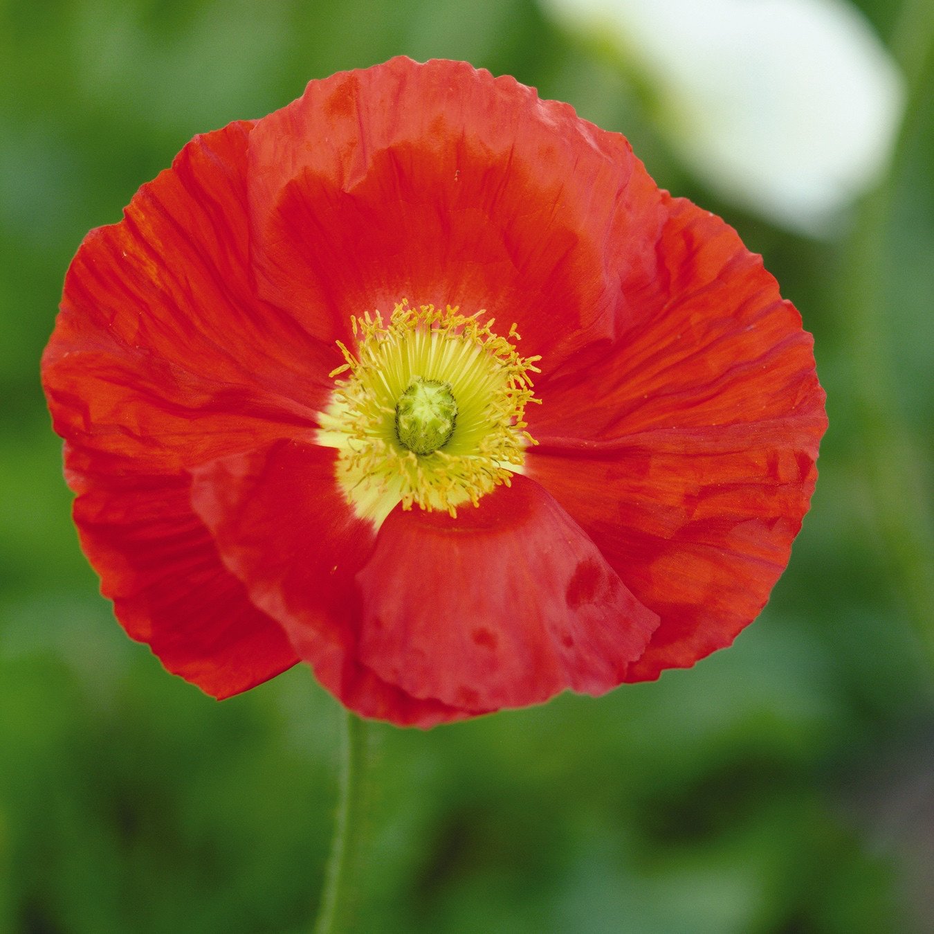 Poppy-White (wk18)