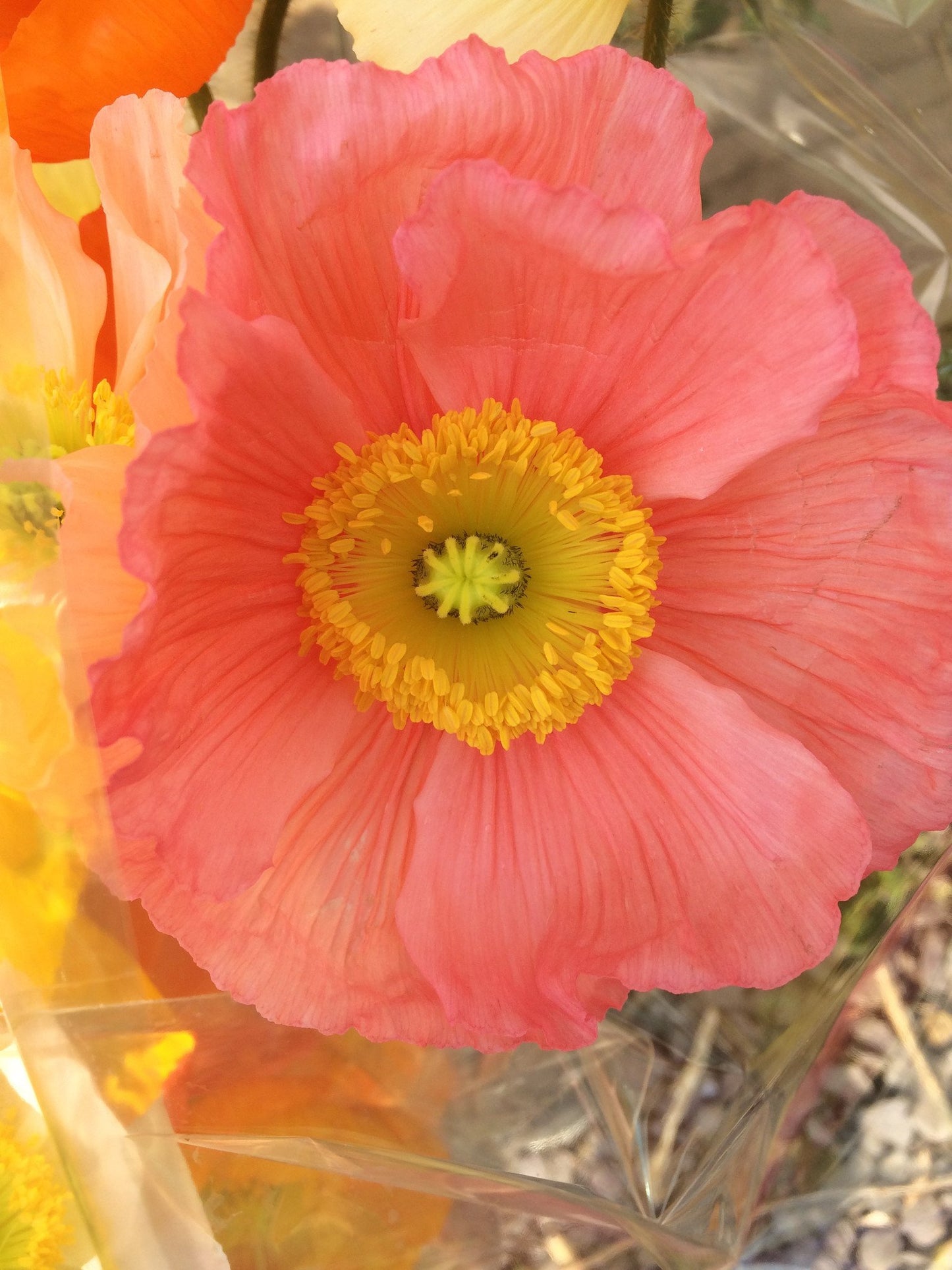 Poppy-White (wk18)