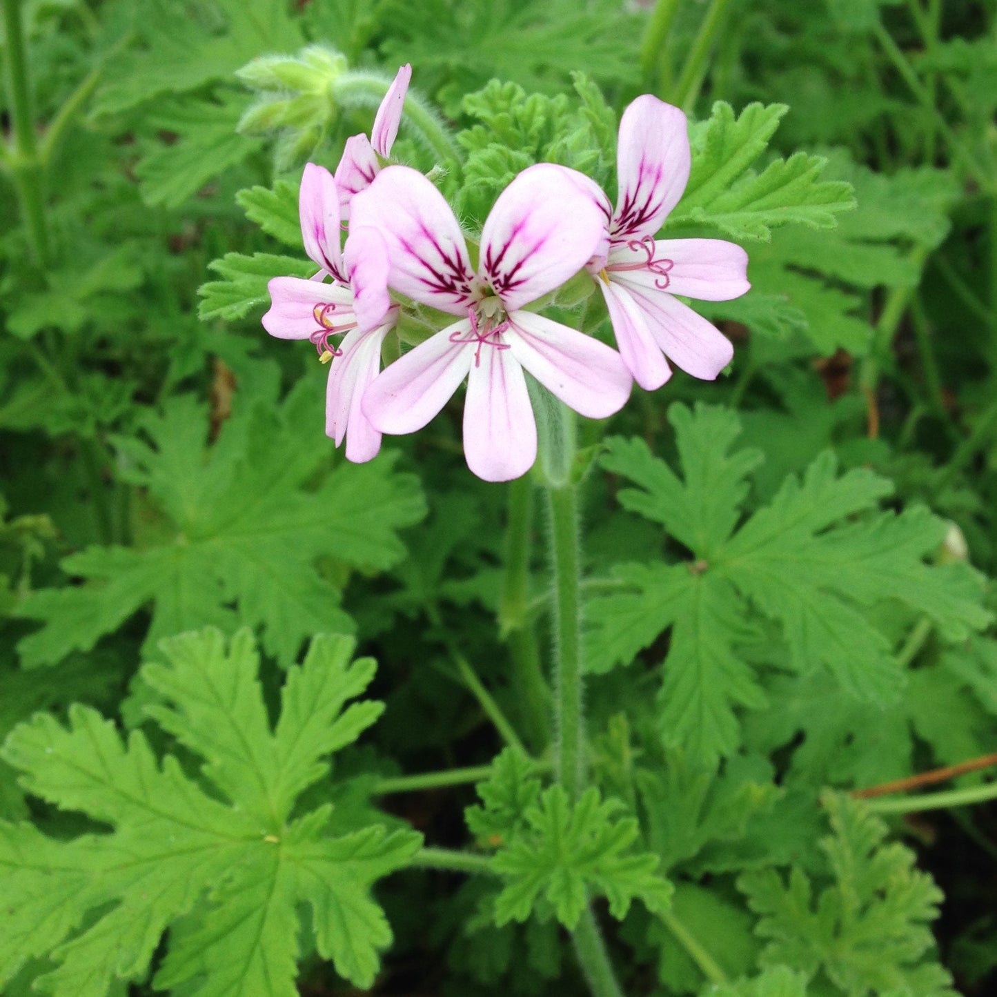 Geranium-Scented