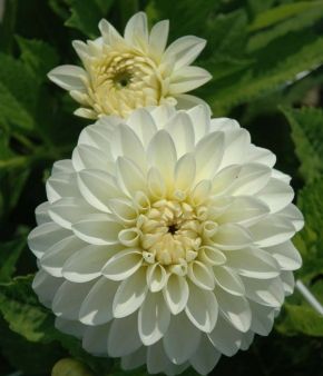 Dahlia- White Ball- Thursday Pick-Up Only (wk23)